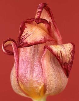 Fotografien, Tulipa Royal Dreams (Flora, Fleur, Flower), Ron van Dongen