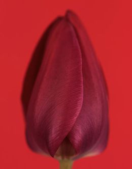 Fotografien, Tulipa Negrita, Ron van Dongen