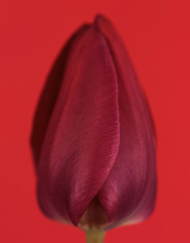 Ron van Dongen, Tulipa Negrita Ron van Dongen, Tulipa Negrita