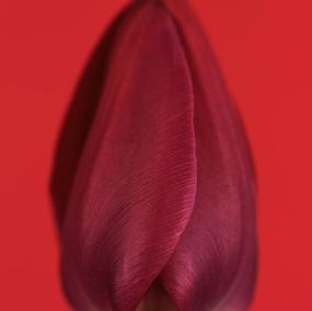 Photographie, Tulipa Negrita, Ron van Dongen