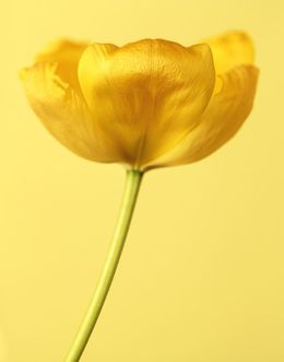 Fotografien, Tulipa Golden Parade  (Flora, Fleur, Flower), Ron van Dongen