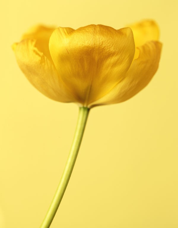 Ron van Dongen, Tulipa Golden Parade (Flora, Fleur, Flower) Ron van Dongen, Tulipa Golden Parade (Flora, Fleur, Flower)