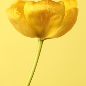 Photographie, Tulipa Golden Parade  (Flora, Fleur, Flower), Ron van Dongen