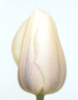 Fotografien, Tulipa White Virgin, Ron van Dongen