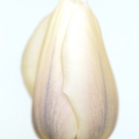 Photographie, Tulipa White Virgin, Ron van Dongen