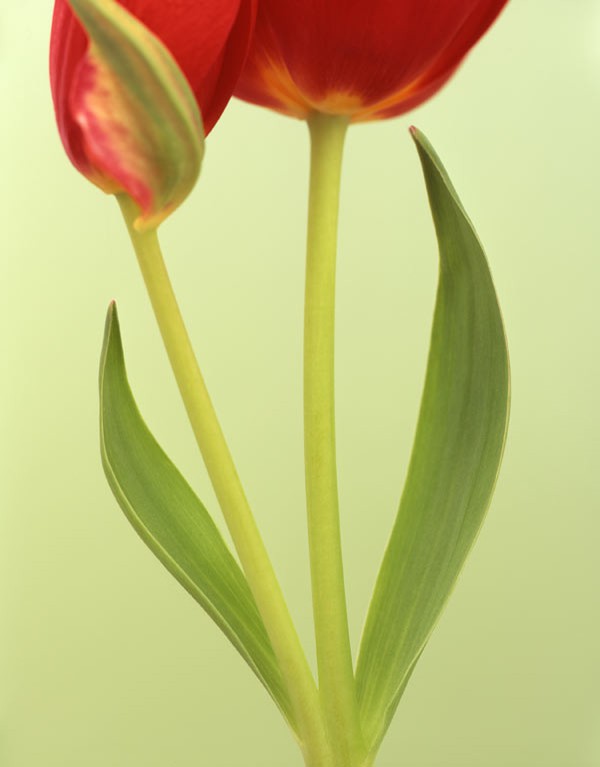 Ron van Dongen, Tulipa Red Georgette Ron van Dongen, Tulipa Red Georgette