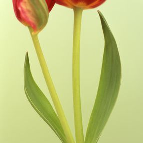 Photographie, Tulipa Red Georgette, Ron van Dongen