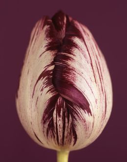 Fotografien, Tulipa Insulinde 8, Ron van Dongen