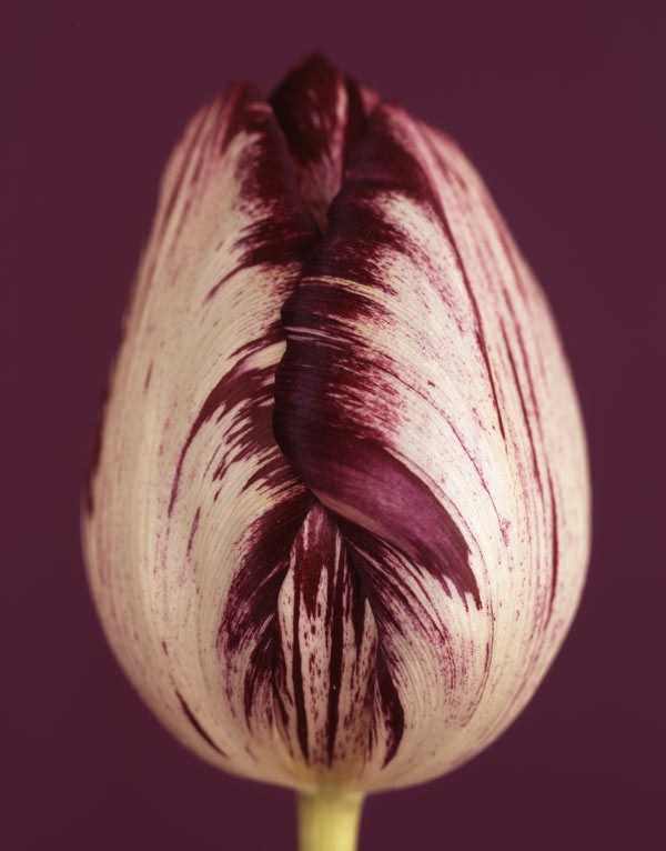 Ron van Dongen, Tulipa Insulinde 8 Ron van Dongen, Tulipa Insulinde 8