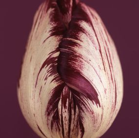 Photographie, Tulipa Insulinde 8, Ron van Dongen