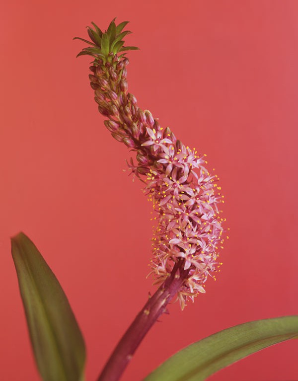Ron van Dongen, Eucomis Autumnalis Ron van Dongen, Eucomis Autumnalis