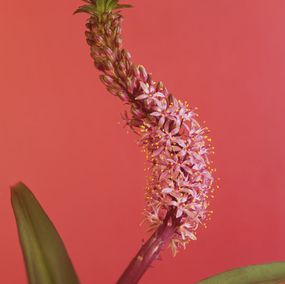 Photographie, Eucomis Autumnalis, Ron van Dongen