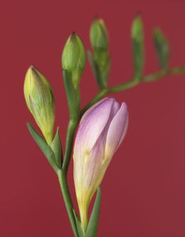 Photographie, Freesia Lavande (Flora, Fleur, Flower), Ron van Dongen