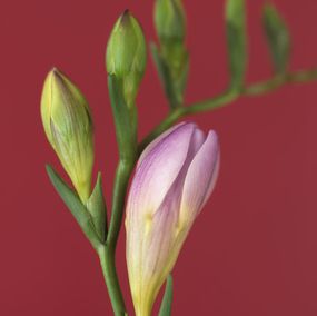 Photographie, Freesia Lavande  (Flora, Fleur, Flower), Ron van Dongen