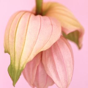 Photographie, Medilina Magnifica, Ron van Dongen