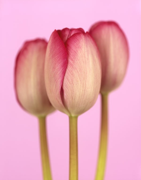 Ron van Dongen, Tulipa Didieri Ron van Dongen, Tulipa Didieri