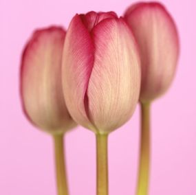 Photographie, Tulipa Didieri, Ron van Dongen
