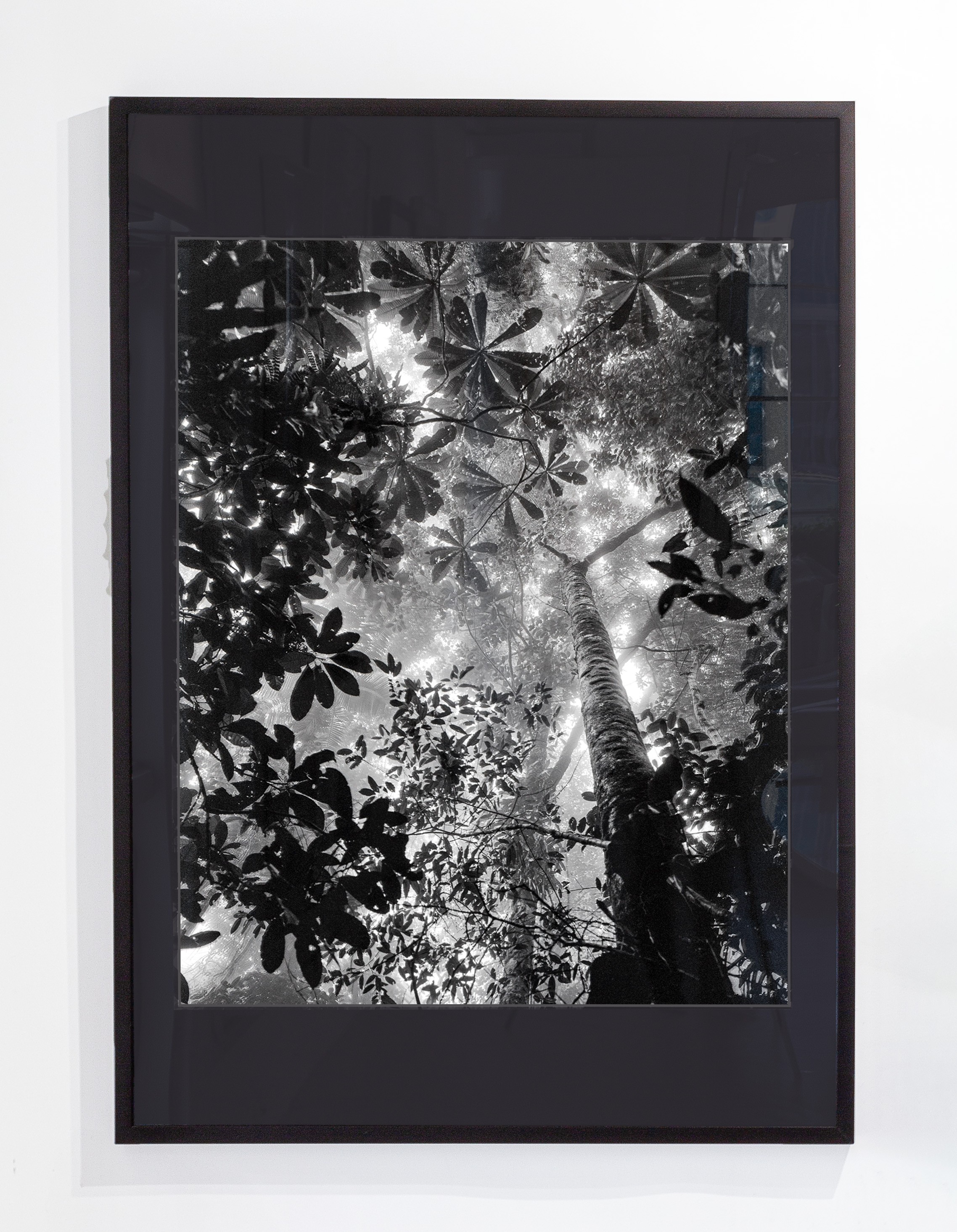 Miguel Winograd, Bosque Tropical Húmedo Nuquí, Framed Miguel Winograd, Bosque Tropical Húmedo Nuquí, Framed