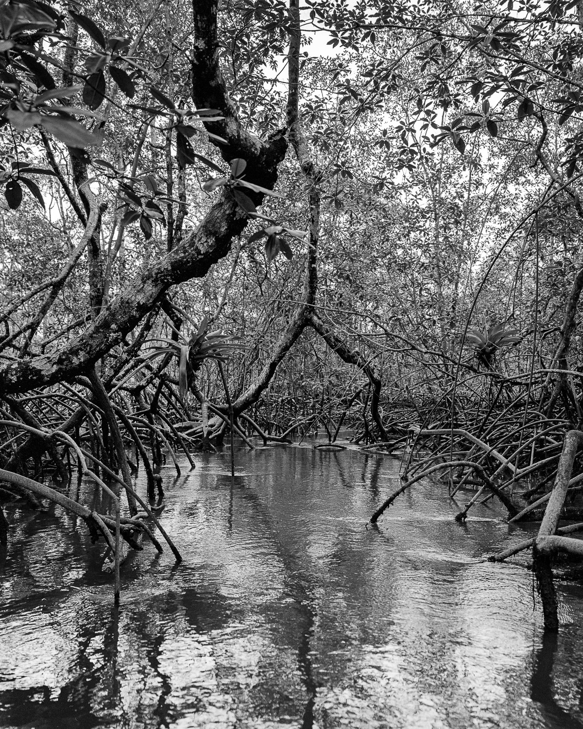 Miguel Winograd, Manglar Nuquí, Pigment Prints Miguel Winograd, Manglar Nuquí, Pigment Prints