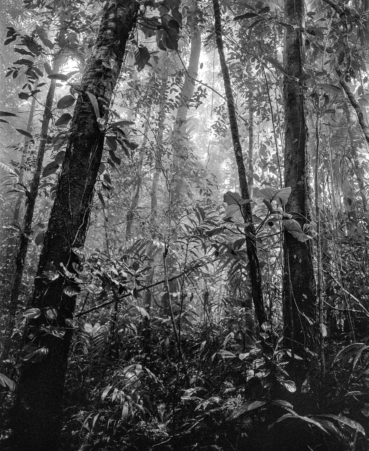 Miguel Winograd, Bosque Tropical Húmedo II Nuquí, Pigment Prints Miguel Winograd, Bosque Tropical Húmedo II Nuquí, Pigment Prints
