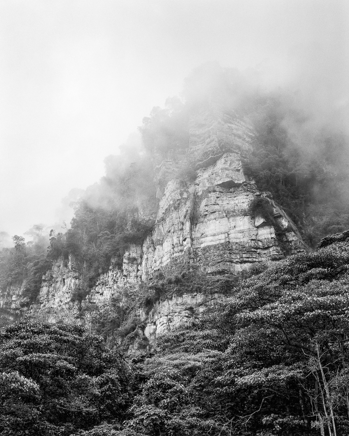Miguel Winograd, Bosque de niebla Chicaque, Pigment Prints Miguel Winograd, Bosque de niebla Chicaque, Pigment Prints