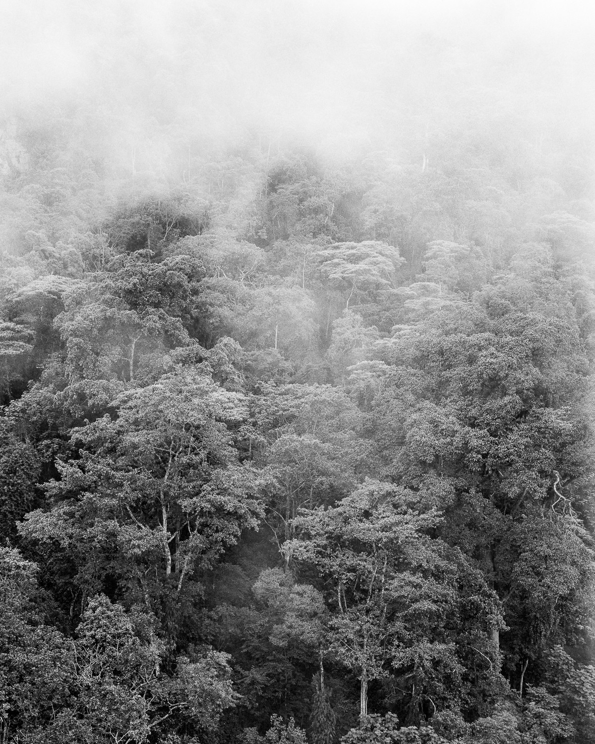 Miguel Winograd, Bosque de niebla II Chicaque, Pigment Prints Miguel Winograd, Bosque de niebla II Chicaque, Pigment Prints