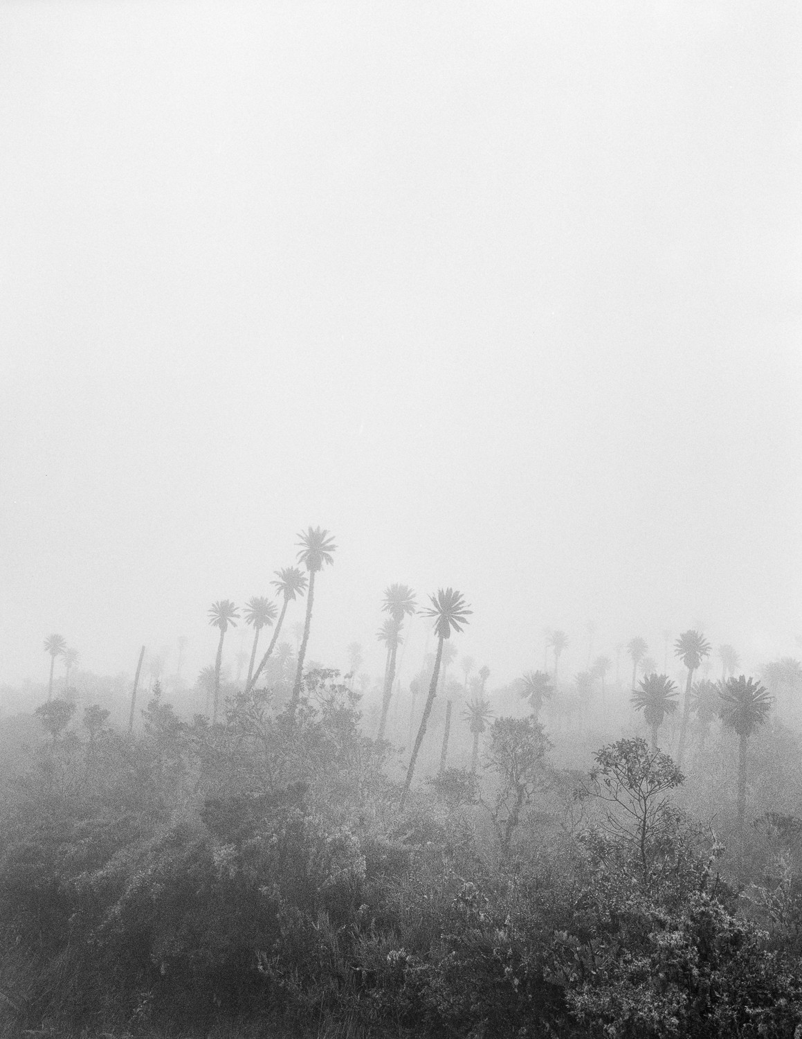 Miguel Winograd, Páramo Chingaza, Pigment Prints Miguel Winograd, Páramo Chingaza, Pigment Prints