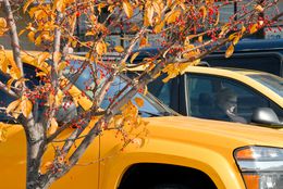 Photographie, Decorative Tree and Cars, Wisconsin USA, Dennis Church