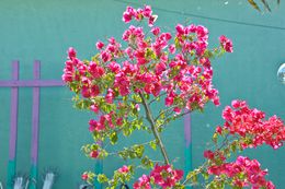 Photographie, Bougainvillea Tree, Dennis Church