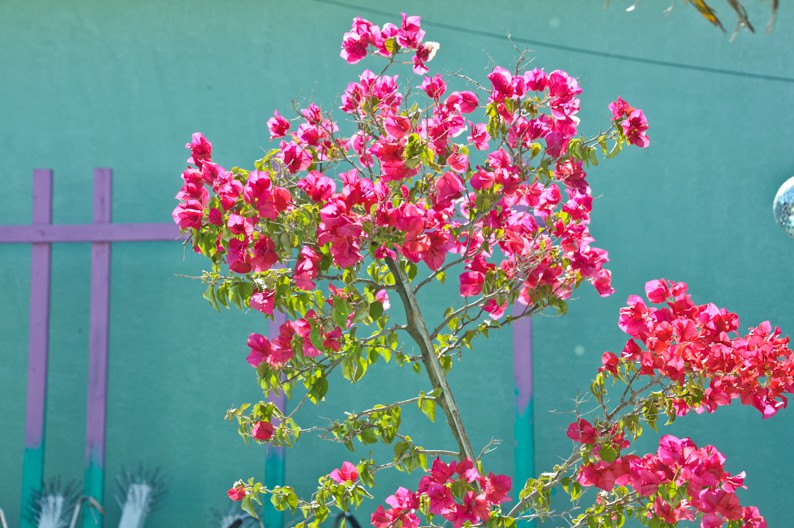 Dennis Church, Bougainvillea Tree Dennis Church, Bougainvillea Tree