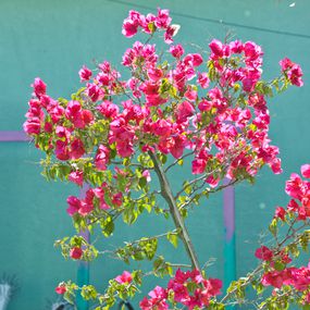 Fotografien, Bougainvillea Tree, Dennis Church