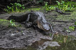 Photographie, Aligators, Southwest Florida USA, Dennis Church