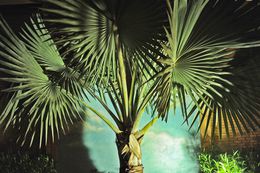 Photographie, Palm Tree and Mural, Florida USA, Dennis Church