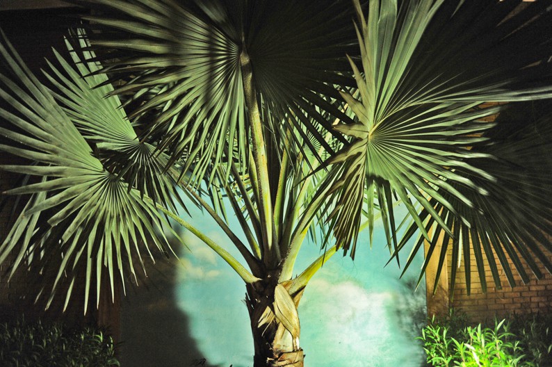 Dennis Church, Palm Tree and Mural, Florida USA Dennis Church, Palm Tree and Mural, Florida USA