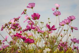 Photographie, Flowers Against Sky, Wisconsin USA, Dennis Church