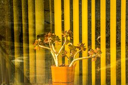 Photographie, Potted Plant in Window, Wisconsin USA, Dennis Church