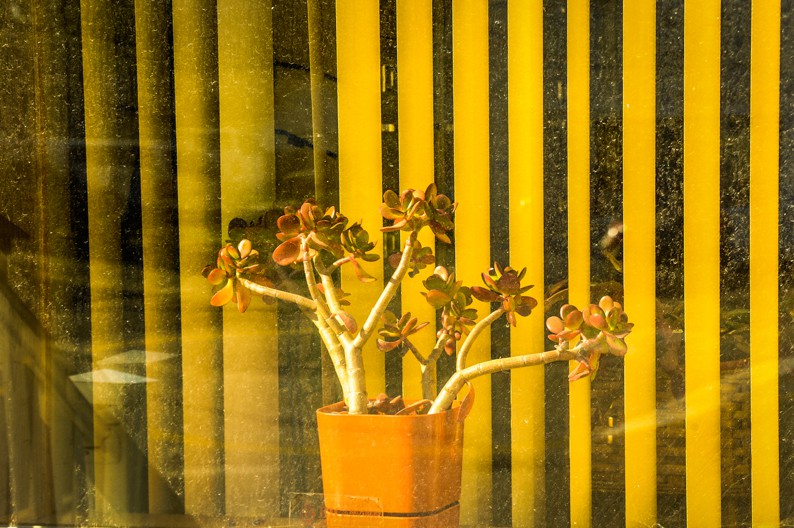 Dennis Church, Potted Plant in Window, Wisconsin USA Dennis Church, Potted Plant in Window, Wisconsin USA