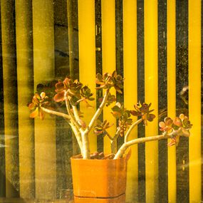 Fotografien, Potted Plant in Window, Wisconsin USA, Dennis Church