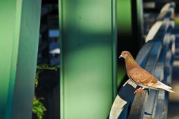 Photographie, Pigeon on Bridge, New York USA, Dennis Church