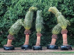 Photographie, Unplanted Palm Trees, Florida USA, Dennis Church