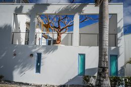Photographie, Tree in Courtyard, Florida, Dennis Church