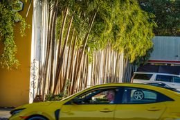 Photographie, Palm Trees and Yellow Car, Miami, Florida, Dennis Church