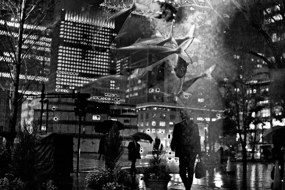 David Tesinsky, Flowing as fishes (black and white) David Tesinsky, Flowing as fishes (black and white)