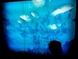 Photographie, Kaiyukan Aquarium, Fabrizio Alzati