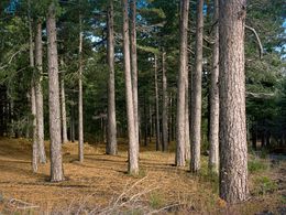Fotografien, Wood, Fabrizio Alzati