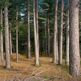Photography, Wood, Fabrizio Alzati