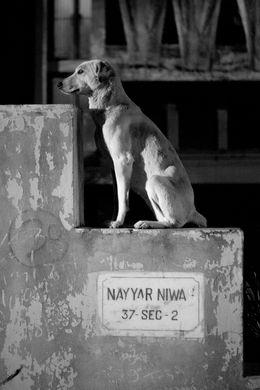 Fotografien, Le chien Nayyar Niwas, India, Hervé All