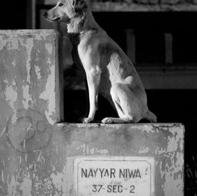 Photographie, Le chien Nayyar Niwas, India, Hervé All