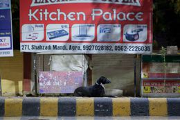 Fotografien, Hle sphinx, India, Hervé All