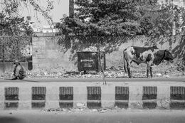 Fotografien, The Old Man And The Cow, India, Hervé All